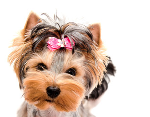 Beautiful puppy yorkshire terrier with bow isolated on a white