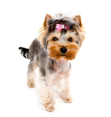Beautiful puppy yorkshire terrier with bow isolated