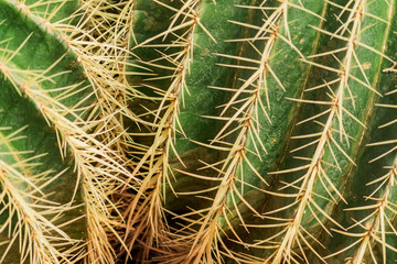 Close up of cactus thorns. Ball shaped golden barrel cactus background