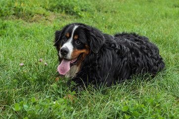 A dog of the Berner Sennenhund breed during a walk on the street