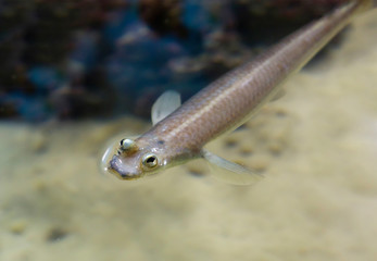 Brazilian four-eyed fish. Four-eyed fish is an extremely curious representative of tropical fish...