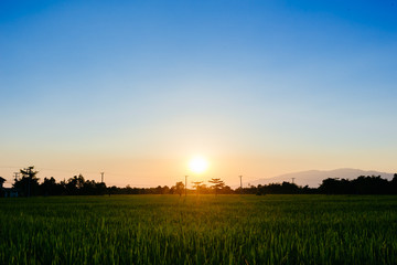 Fototapeta na wymiar Sunset landscape picture of rice field. Beautiful nature green and summer season background.