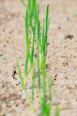 sprouts of young garlic on the ground, vegetable garden, selective focus