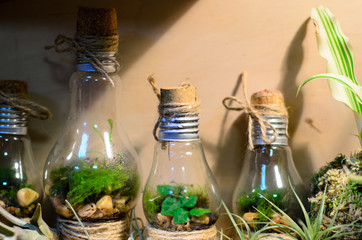 Little light bulb terrariums.