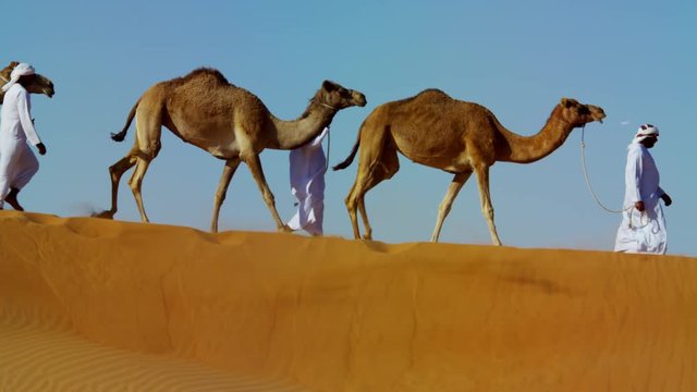 Camels being led by handlers travelling across desert sand dunes 