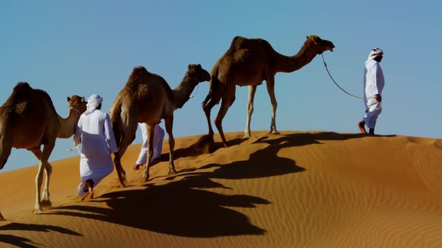Camel caravan train travelling across a Middle Eastern desert