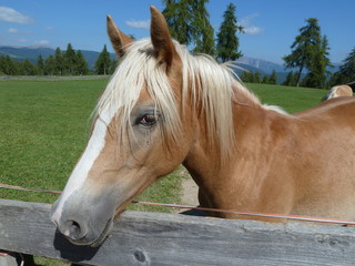 Obraz premium Głowa konia