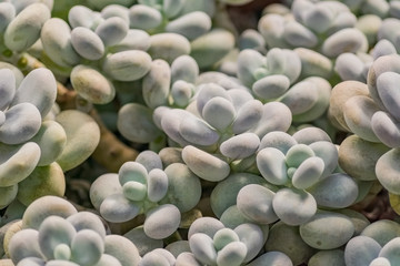 Pachyphytum oviferum or Moonstone succulentb as natural background