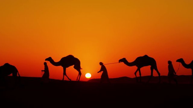 Aerial drone of a convoy of camels with owners across desert sand
