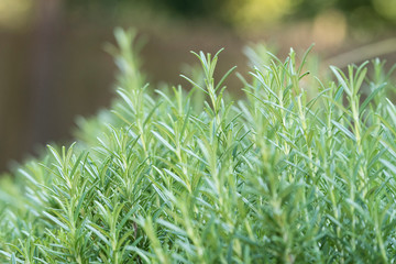 Green leaves of thyme.
