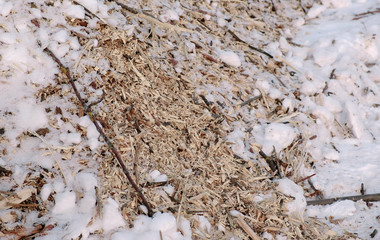 Sawdust and twigs of sawn trees in the snow close-up. Camera moves from top to bottom.