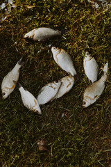Obraz premium School of fish on the grass