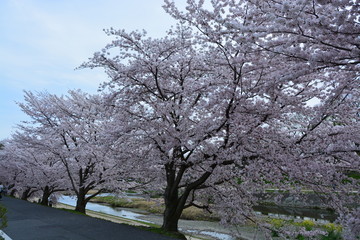 京都鴨川の桜並木