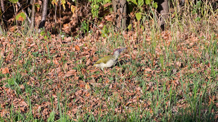 Big green woodpecker