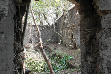 Каменные стены старого заброшенного форта заросшие корнями деревьев   © dvb60