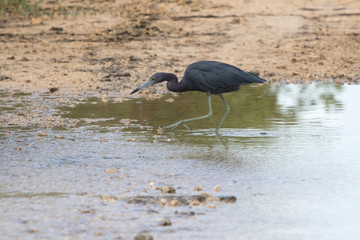 little blue heron that hunts fish in shallow water