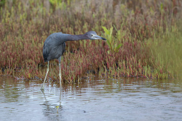 little blue heron who stands in shallow water stretching her neck