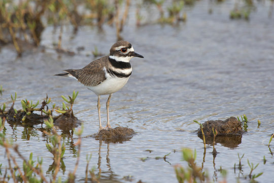 killdeer who stands in the shallow waters of a small lake in the dry season