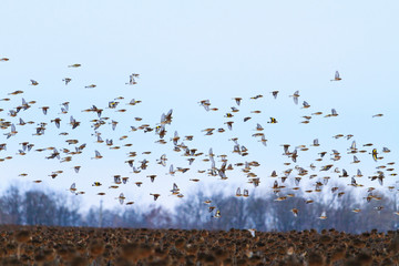 birds fly quickly over the winter field