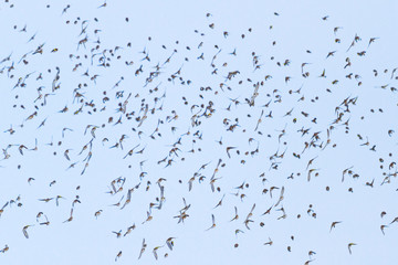 birds fly to the horizon in the evening sky