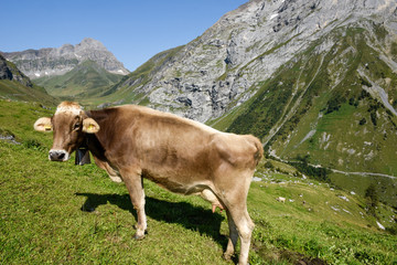 Fototapeta na wymiar Brown cow that graze at Furenalp over Engelberg on Switzerland