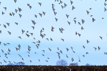 birds land on the winter field
