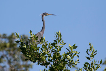 tricolored heron that sits on top of a large bush by the lake