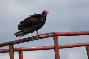 turkey vulture that sits on the observation deck in the Zapata biosphere park