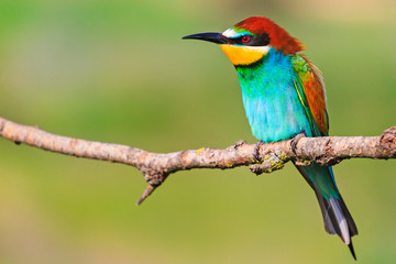 colored bird sitting on a branch on a green background