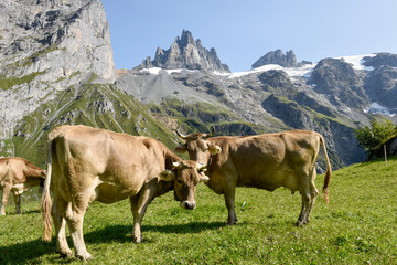 Brown cows that graze at Furenalp over Engelberg on Switzerland