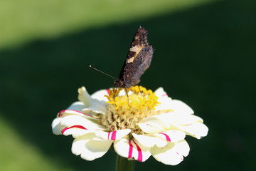 butterfly on flower