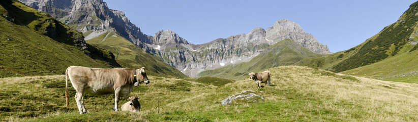 Fototapeta na wymiar Brown cows that graze at Furenalp over Engelberg on Switzerland