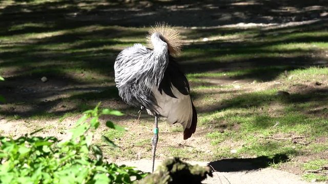 Kronenkranich -  Balearica pavonina