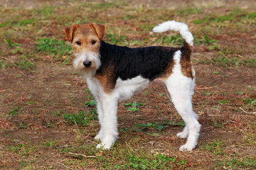 Dog breed Fox terrier