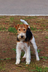 Dog breed Fox terrier
