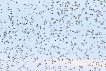 flying birds covering the whole sky