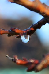 Drop of dew on a tree branch