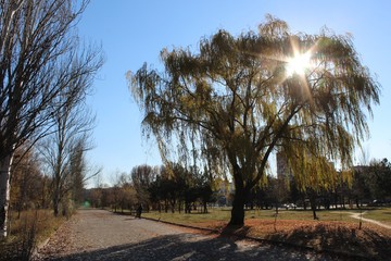 Willow tree lit by autumn sun