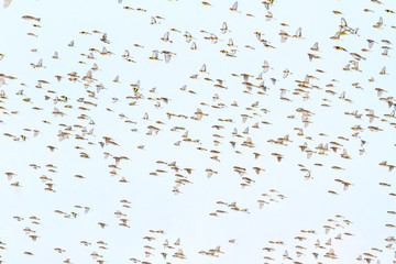 hundreds of birds fly in a stormy sky