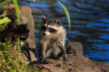 raccoon family by the pond are hunting