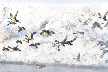 Fototapeta premium Mallards flying over winter river
