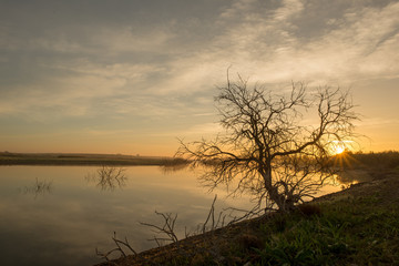 Solitary tree next to the guadiana at dawn