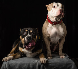 Dogs of American Bully breed on a black background