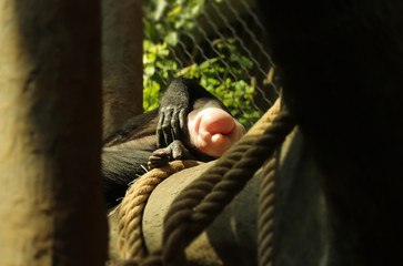 A pink but of chimpanzee lying on big branch. A robust chimpanzee has deserved rest after long day