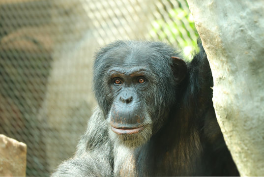 Hominini Bilder Durchsuchen 305 Archivfotos, und