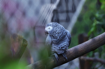 A beautiful eye of Grey parrot looking on the camera in the park. Psittacus erithacus sitting on the branch and looking on the parrot through leaves
