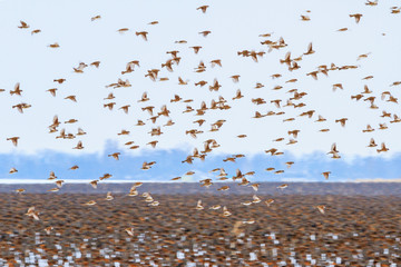 sparrows fly over the winter field