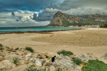 The Cool Cats of San Lo Vito Capo