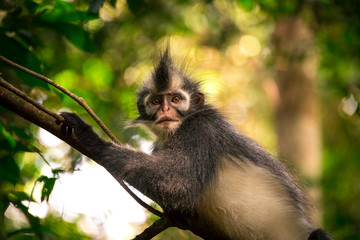  Thomas's langur, Presbytis thomasi, a cercopithecid monkey endemic to the jungles of the northern Sumatra, Indonesia. We can see them during a trekking through the rainforest.