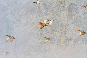 wintering birds fly over snowy trees